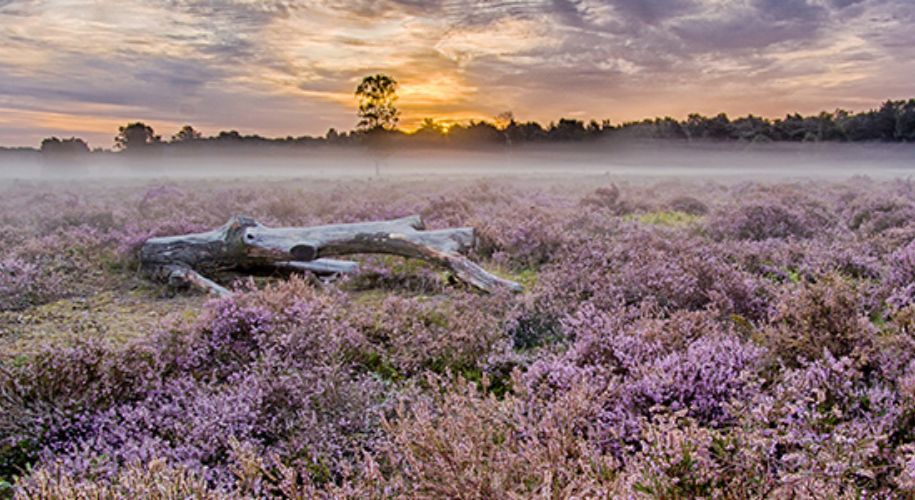 De Veluwe Hiking Advisor