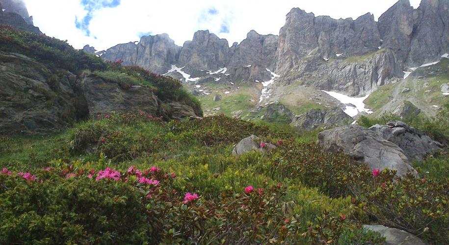 GR5 Mont Blanc regio - Alpenroosjes en graniet in Les Contamines
