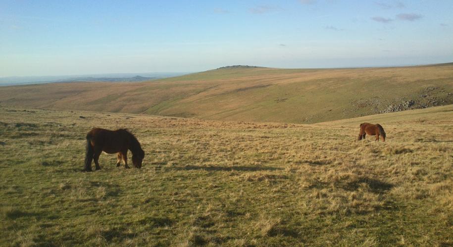 Wilde Ponies in Dartmoor