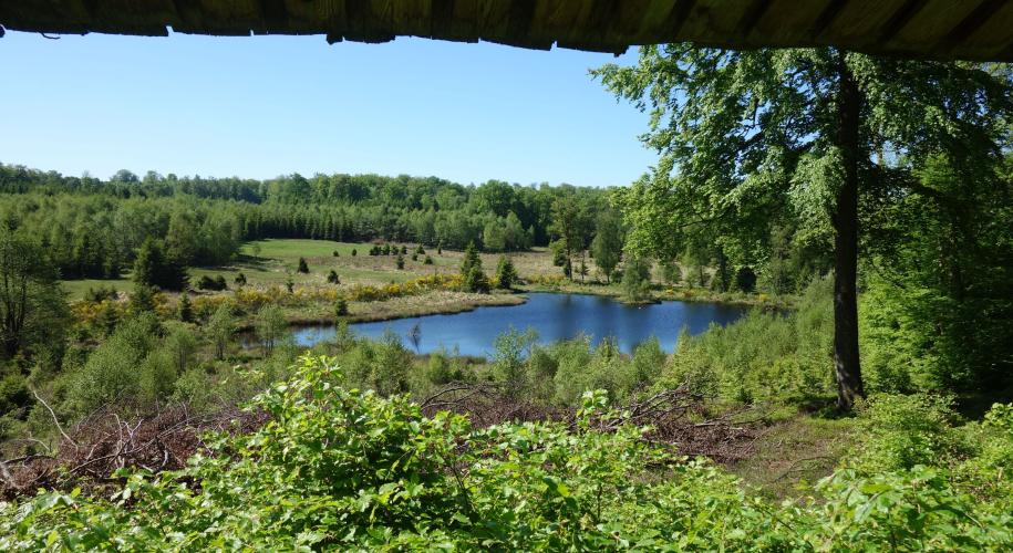 Haut-plateau-forestier-de-Saint-Hubert