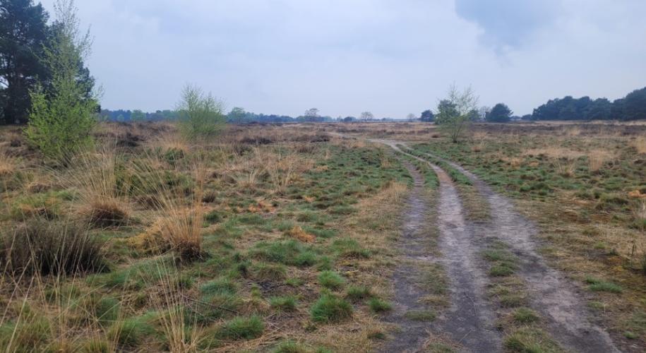 Weerterheide