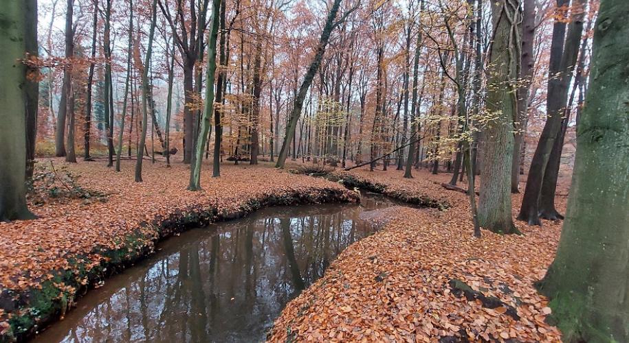 beek in beukenbos