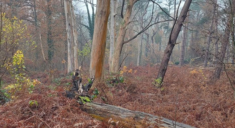 dode bomen
