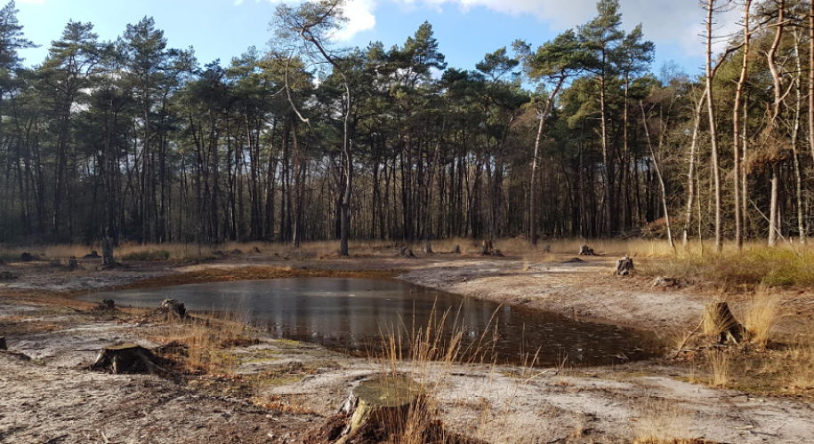 ven in de winter